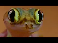Download Antlion Cone Death Trap | The Hunt | BBC Earth mp4 3gp mp3 videos - waplic