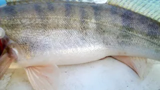 pescuit al u la barajul stolnici 10 02 2018