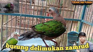 Download makanan burung delimukan zamrud @m.shobikhulanwar MP3