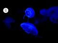 Download Lagu Jellyfish 4K Video for Spa w/ Meditation Music for Relaxing, Sleeping, Stress Relief \u0026 Massage