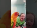 Sun Conure Dancing with Izzy Down Syndrome Parrot Bird