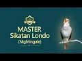 Download Lagu Sikatan Londo (Nightingale),  suara tembakan jeda rapat