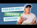 I DON T FEED MY HORSES GRAIN OUR FORAGE ONLY FEEDING ROUTINE