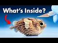 What s Inside a Pufferfish
