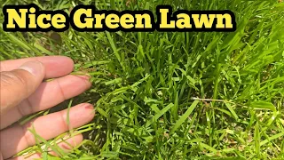 Cheap Walmart Grass Seed Renovation Update
