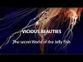 Vicious Beauties - The Secret World Of The Jellyfish Full Documentary