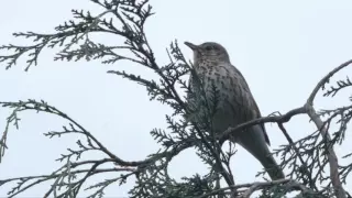 Song Thrush And Blackbird  Song Thrush And Blackbird