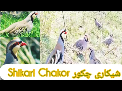 Download MP3 SHIKARI CHAKOR - SHIKARI ZARK