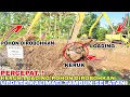 Download Lagu Perintah Bapak Aing!Normalisasi Kali Mati Tambun Selatan Dipercepat