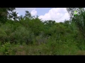 Download Lagu Expeditie Suriname Amazone Rainforest