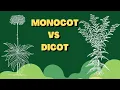 Monocot vs Dicot plants compared - Monocotyledon vs Dicotyledon