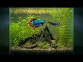 Betta Fish Breeding Process With Stunning