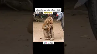القط في ورطه ركز على حركات القرد 