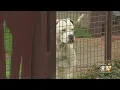 Influx Of Dogs Spurs Online Adoptions At Fort Worth Shelter Emergency Call For Fosters