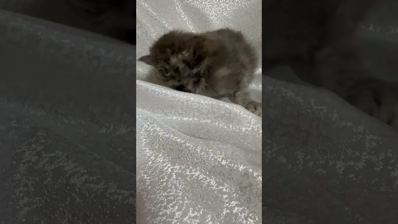 動画