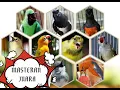 Download Lagu Suara Masteran Burung Lomba : Murai, C.Ijo, Kacer, Pleci, LB, Kenari, Anis, C.Jenggot, Kapas Tembak.