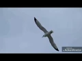Download Lagu SUARA BURUNG CAMAR | WAVE \u0026 SEAGULL SOUND #Seagull #burungcamar