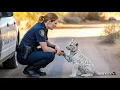 Download Lagu Tiger Follows Female Police Officer for 2km, Begging for Help, What Happens Next Is Shocking