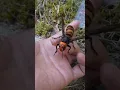 The queen of the Giant hornet(Vespa mandarinia) is docile.
