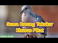 Download Lagu Suara Burung Tekukur Bersih Cocok Untuk Pikat. by #mekkastudio