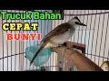 Lagu PUNYA TRUCUK BAHAN..? PAKAI Pancingan INI trucukan BAHAN trucuk ombyokan biar cepat bunyi gacor