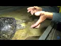 Turtle Mating Process