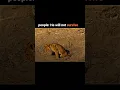 Download Lagu The greatest lion transformation in history #viral #shorts #youtube #video