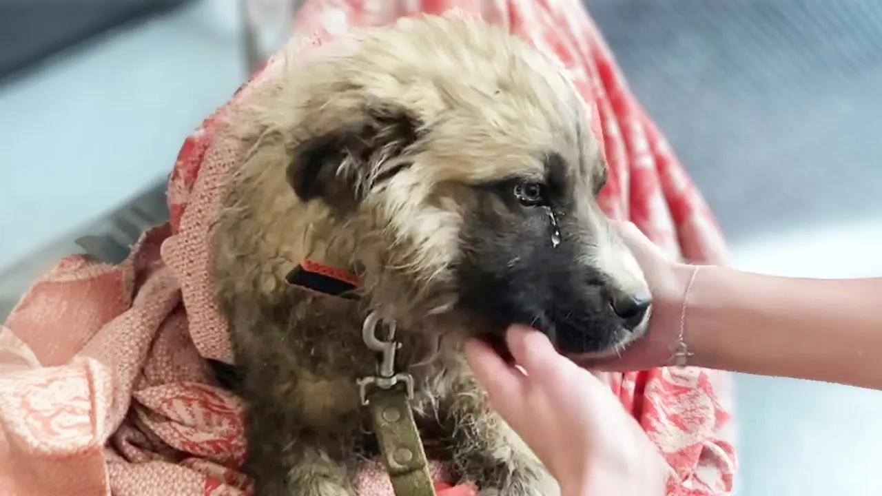 The crippled puppy cried loudly when she was pulled out of the sack and got air