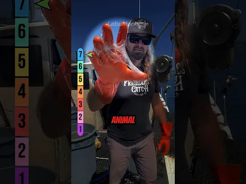 CRIATURAS más BIZARRAS del mar 👽