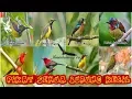 Lagu Suara pikat semua burung kecil