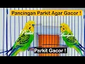 Download Lagu PANCINGAN PARKIT AGAR GACOR - PARKIT GACOR - MASTERAN PARKIT TEMBAK BESET CRECET  - BUDGIE PARAKEET