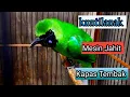 Download Lagu Cucak Ijo Bongkar Isian kuntilanak Mesin Jahit Sambung Kapas Tembak