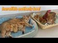 Download Lagu The maternal love between animals is so great that it melts our hearts!Mother cat,hen,kittens,chicks