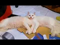 UNUSUAL MEMES COMPILATION V223