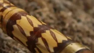 كمال القالمي قصبة Kamel Geulmi Gasba 