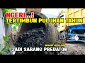 Download Lagu JADI SARANG PREDATOR ‼️ GORONG2 KALI MATI WADAS  AKHIRNYA MUNCUL KEMBALI #Kdm