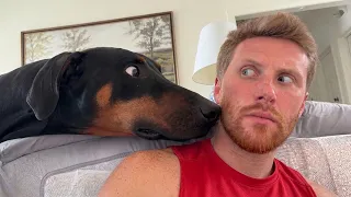 When Your 130-Pound Dog Thinks He’s The Tiniest Dog!