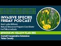 Invasive Species Friday Episode - Yellow Flag Iris