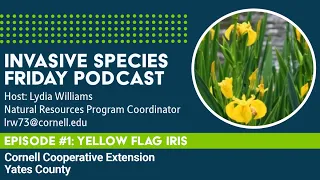 Invasive Species Friday Episode - Yellow Flag Iris