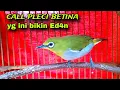 Download Lagu Suara Pleci Betina Memanggil Jantan Terbaru