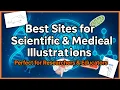 Best Sites for Scientific Medical Illustrations Perfect for Researchers Educators