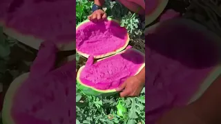 الكل يعرف لون البطيخ احمر لكن يكون مثل هذا اللون خدعة  الكل يعرف لون البطيخ احمر لكن يكون مثل هذا اللون خدعة
