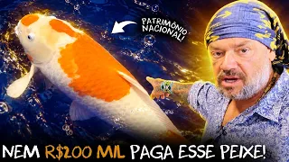 CONHECI AS CARPAS MAIS IMPRESSIONANTES DO BRASIL!