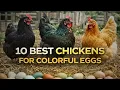 10 Best Chickens for Colorful Eggs Chicken Laying Breeds