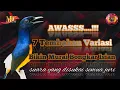Download Lagu jangan dengar suara 7 tembakan murai batu ini,  kalau ga mau burung anda bongkar isian.