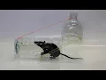 Download Lagu Water bottle Mouse/Rat Trap