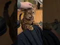 Download Lagu Happy Meows 😸 #bengalcatsworld #cat #henrythebengal #catsofyoutube #meow #bengalcat