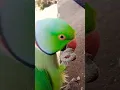 Download Lagu #parrot ।#new ।#viral ।#trending ।#youtubeshorts ।#shortvideo ।#parrots ।#subscribe ।#3mviews #totta