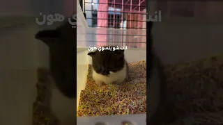           كوميديات         هتضحك  اكسبلور دندنها
