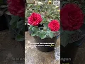 Lagu Kelebihan dan kekurangan tanam mawar di pot #tips #rose #pottedplants #mawar #pot